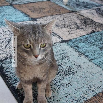 Photo 1/1 Chat retrouvé Perdu à Port de bouc