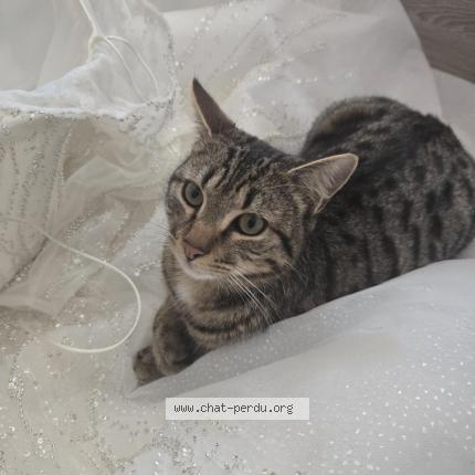 Photo 1/1 Hamza Chat perdu à Lerouville