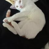 Photo de chat perdu à Gennes Val De Loire