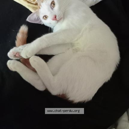 Photo 1/1 lenny Chat perdu à Gennes val de loire