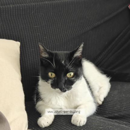 Photo 1/1 Zelda Chat perdu à Septeme les vallons