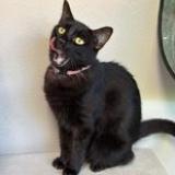 Photo de chat perdu à Noumea