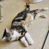 Photo de chat perdu à Pully