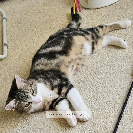 Photo 1/1 Nusha Chat perdu à Pully