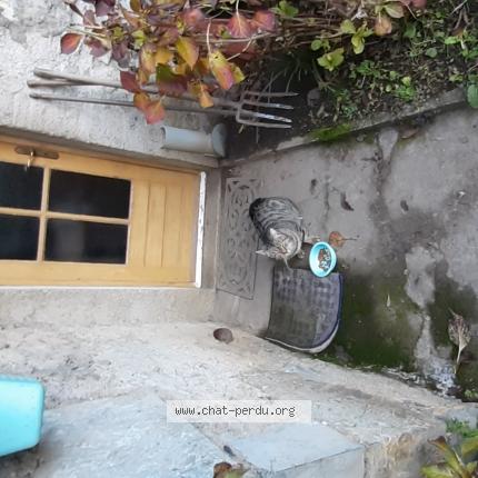 Photo 1/3 Chat trouvé Trouvé à Aubert