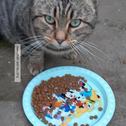 Photo 2/3 Chat trouvé Trouvé à Aubert