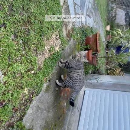 Photo 3/3 Chat trouvé Trouvé à Aubert