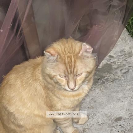 Photo 1/1 Scar Chat perdu à Toronto