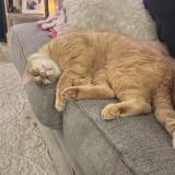 Photo de chat perdu à Okc