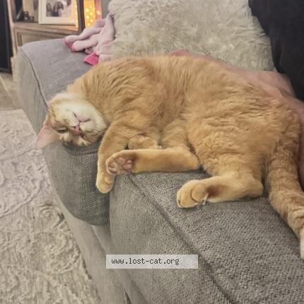 Photo 1/1 Arthur Chat perdu à Okc