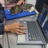 Photo de chat trouvé à Ciudad De Mexico