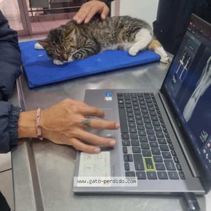 Photo 1/1 Chat trouvé Trouvé à Ciudad de mexico