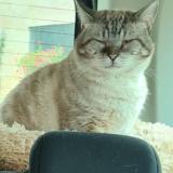 Photo de chat perdu à Metz