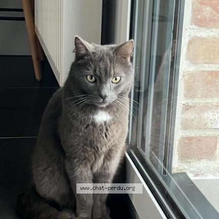 Photo 1/1 Poupouche Chat perdu à Pitgam