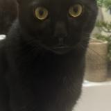 Photo de chat perdu à Pouzolles