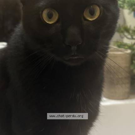 Photo 1/1 Boubou Chat perdu à Pouzolles