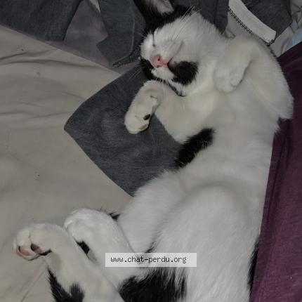 Photo de chat perdu à Montpellier