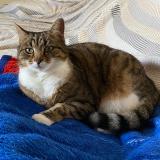 Photo de chat perdu à Trets