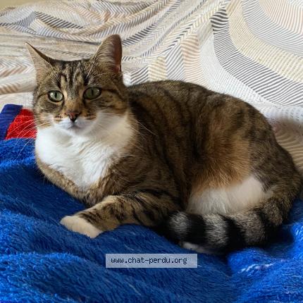 Photo 1/1 MAYA Chat perdu à Trets