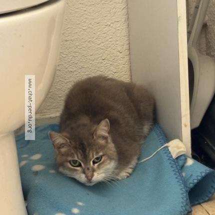 Photo 1/1 Chat trouvé Trouvé à Clermont ferrand