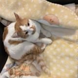 Photo de chat perdu à Malaga