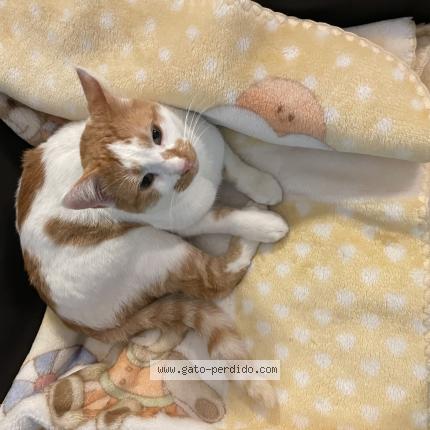 Photo 1/1 Ulises Chat perdu à Malaga