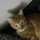 Photo de chat perdu à Stains