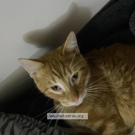 Photo 1/1 Mich-Mich Chat perdu à Stains