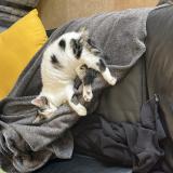 Photo de chat perdu à Pouilly Les Nonains