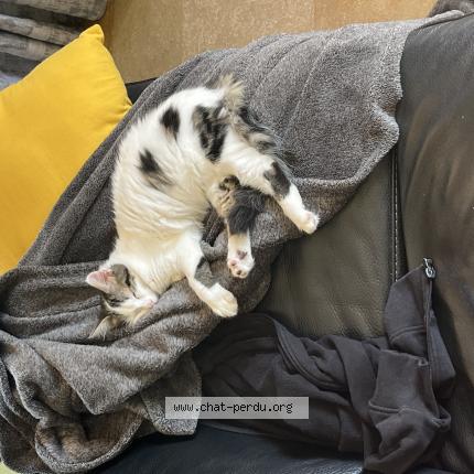 Photo 1/1 Vanille Chat perdu à Pouilly les nonains