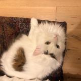 Photo de chat perdu à Palaiseau