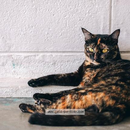 Photo 1/1 Lokilla Chat perdu à Alicante