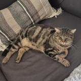 Photo de chat perdu à Sainte Genevieve Des Bois