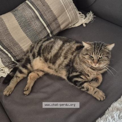 Photo 1/1 Popi Chat perdu à Sainte genevieve des bois