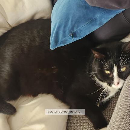 Photo 1/1 Rio Chat perdu à Pelousey