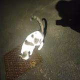 Photo de chat trouvé à Fretin
