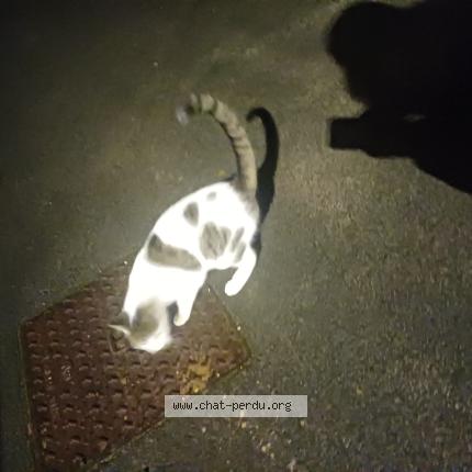 Photo 1/1 Chat trouvé Trouvé à Fretin