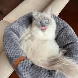 Photo de chat perdu à Lambersart