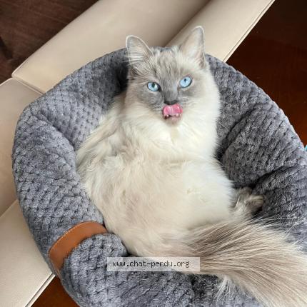 Photo 1/1 Charlie Chat perdu à Lambersart