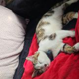 Photo de chat perdu à Villieu Loyes Mollon