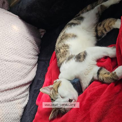 Photo 1/1 Arlow Chat perdu à Villieu loyes mollon