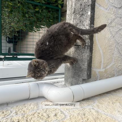 Photo 1/1 Chat trouvé Trouvé à Coulogne