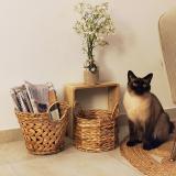 Photo de chat perdu à Saujon