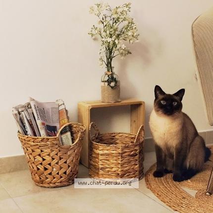 Photo 1/1 Peanut Chat perdu à Saujon