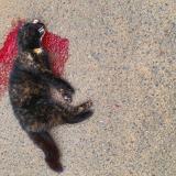 Photo de chat trouvé à Famechon