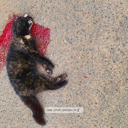 Photo 1/1 Chat trouvé Trouvé à Famechon