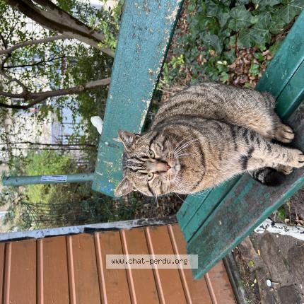 Photo 1/1 Chat trouvé Trouvé à Paris