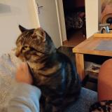 Photo de chat perdu à Lorette