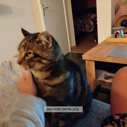 Photo 1/1 Maiko Chat perdu à Lorette