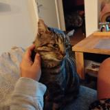 Photo de chat perdu à La Grand Croix